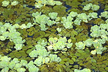 Common water hyacinth (Eichhornia sp.), Mamiraua sustainable development reserve, Amazonas, Brazil, South America