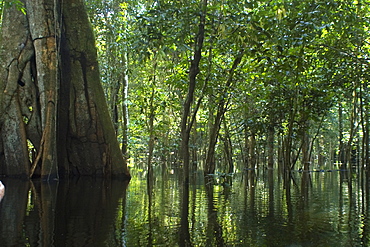 Flooded tropical rain forest, Mamiraua sustainable development reserve, Amazonas, Brazil, South America