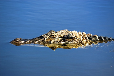 Black caiman (Melanosuchus niger), lurks in the water,  Mamiraua sustainable development reserve, Amazonas, Brazil, South America