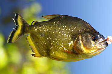 Piranha (Pygocentrus nattereri), a carnivorous fish, caught on a line, southern Pantanal, Mato Grosso do Sul, Brazil, South America