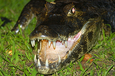 Caiman (jacare) (Caiman crocodilus yacare) at night, southern Pantanal, Mato Grosso do Sul, Brazil, South America