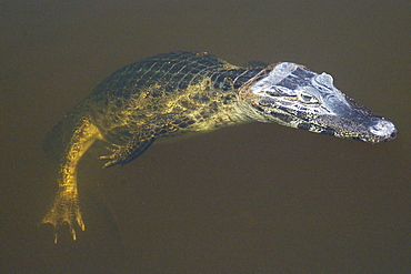 Caiman (jacare) (Caiman crocodilus yacare) floating on water surface, southern Pantanal, Mato Grosso do Sul, Brazil, South America