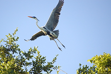 White-necked heron (cocoi heron) (maguari) (Ardea cocoi) flying, southern Pantanal, Mato Grosso do Sul, Brazil, South America