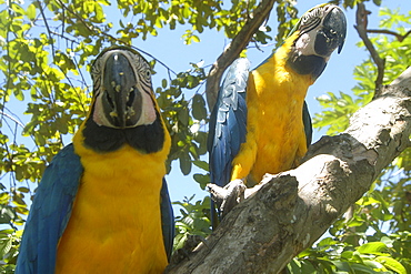 Couple of macaws (Ara ararauna) eating on a mango tree, southern Pantanal, Mato Grosso do Sul, Brazil, South America