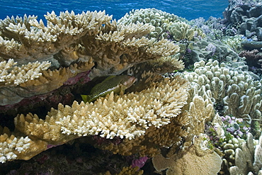 Pristine coral reef, Acropora spp., Rongelap, Marshall Islands, Micronesia, Pacific