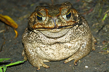 Cururu toad (Bufo paracnemis) at night, southern Pantanal, Mato Grosso do Sul, Brazil, South America