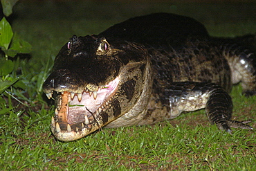 Caiman (jacare) (Caiman crocodilus yacare) at night, southern Pantanal, Mato Grosso do Sul, Brazil, South America