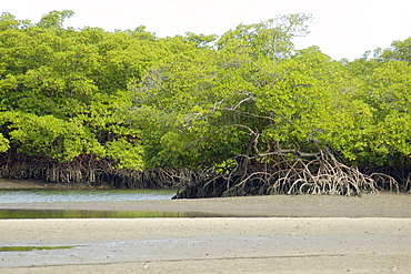 Mangrove scene during low tide in Caixa-Prego, Bahia, Brazil, South America