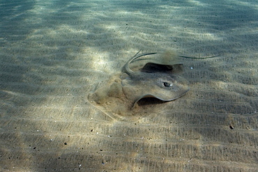 Southern Stingray (Dasyatis americana), Fernando de Noronha, Pernambuco, Brazil, South America