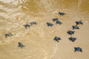 Olive ridley turtle hatchlings (Lepidochelys olivacea) heading towards the ocean for the first time, Costa do Sauipe, Bahia, Brazil, South America