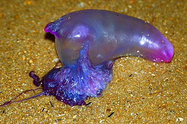 Beached portuguese man-of-war (Physalia physalis), Praia do Forte, Bahia, Brazil, South America