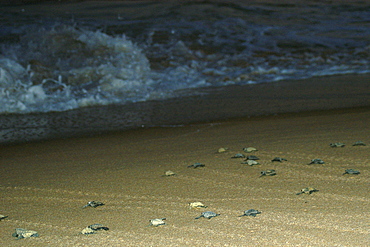 Loggerhead turtle hatchlings (Caretta caretta) heading towards the ocean for the first time, Praia do Forte, Bahia, Brazil, South America