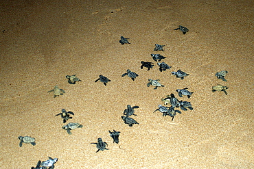 Loggerhead turtle hatchlings (Caretta caretta) heading towards the ocean for the first time, Praia do Forte, Bahia, Brazil, South America