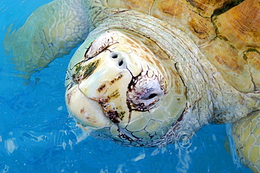 Rare albino loggerhead turtle (Caretta caretta) breathing, Center for sea turtle protection, TAMAR project, Praia do Forte, Bahia, Brazil, South America