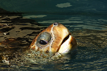 Loggerhead turtle (Caretta caretta), Center for sea turtle protection, TAMAR project, Praia do Forte, Bahia, Brazil, South America