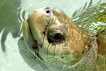 Olive Ridley turtle (Lepidochelys olivacea) taking a breath, Center for sea turtle protection, TAMAR project, Arembepe, Bahia, Brazil, South America