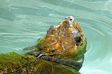 Olive Ridley turtle (Lepidochelys olivacea) taking a breath, Center for sea turtle protection, TAMAR project, Arembepe, Bahia, Brazil, South America