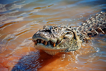 Alligator (Caiman yacare), Bonito, Mato Grosso do Sul, Brazil, South America