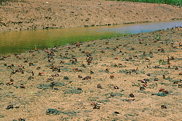 Mangrove crabs waving claws as part of  territorial and courtship behaviors, Caravelas, Bahia, Brazil, South America