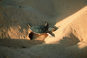 Green sea turtle (Chelonia mydas) hatchling, Fernando de Noronha, Pernambuco, Brazil, South America