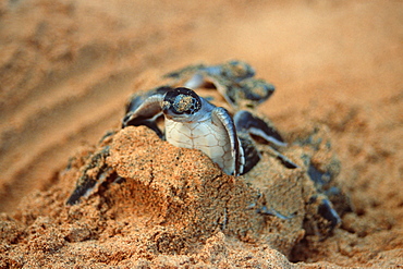 Green sea turtles (Chelonia mydas) hatching, Fernando de Noronha, Pernambuco, Brazil, South America