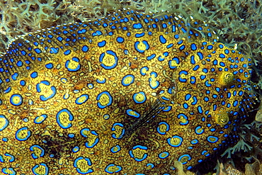 Peacock flounder (Bothus lunatus), Fernando de Noronha, Pernambuco, Brazil, South America