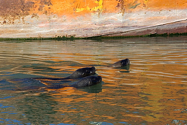 Southern sea lions (Otaria flavescens) swim close to a rusty ship, Rawson, Argentina, South America