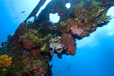 Sponges, algae and corals growing over the external structure of the Fujikawa Maru, Truk lagoon, Chuuk, Federated States of Micronesia, Caroline Islands, Micronesia, Pacific Ocean, Pacific