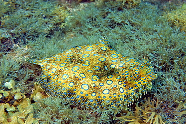 Peacock flounder (Bothus lunatus), Fernando de Noronha, Pernambuco, Brazil, South America