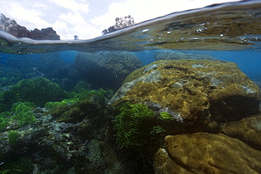 Split image of rocks and white encrusting zoanthid (Palythoa caribaeorum), St. Peter and St. Paul's rocks, Brazil, South America