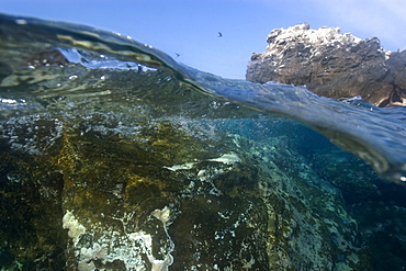 Split image of rocks and white encrusting zoanthid (Palythoa caribaeorum), St. Peter and St. Paul's rocks, Brazil, South America