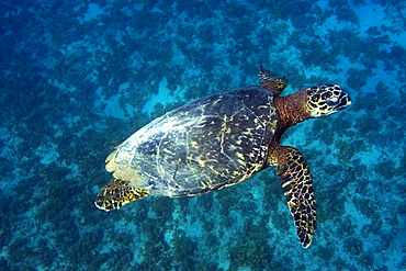 Green sea turtle (Chelonia mydas) swimming, Fernando de Noronha, Pernambuco, Brazil, South America