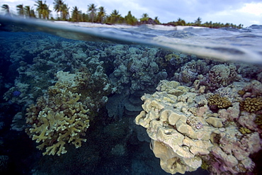 Split image of pristine coral reef and island, Rongelap, Marshall Islands, Micronesia, Pacific