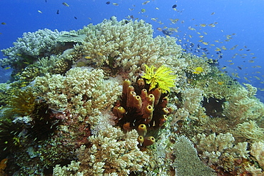 Highly diverse coral head, including tube sponge (Theonella cylindrica), Apo Island marine reserve, Philippines, Visayan sea, Southeast Asia, Asia