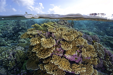 Split image of pristine coral reef and sky, Rongelap, Marshall Islands, Micronesia, Pacific