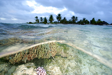 Split image of blue coral (Heliopora coerulea) and Jaboan, Rongelap, Marshall Islands, Micronesia, Pacific