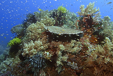 Highly diverse coral head, Apo Island marine reserve, Philippines, Visayan sea, Southeast Asia, Asia