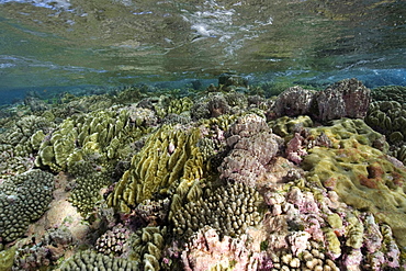 Shallow pristine coral reef, Rongelap, Marshall Islands, Micronesia, Pacific