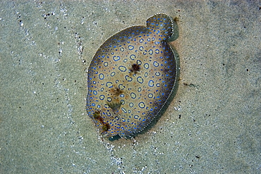 Peacock flounder (Bothus lunatus), Fernando de Noronha, Pernambuco, Brazil, South America