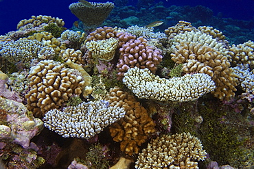 Cauliflower coral (Pocillopora spp.), Namu atoll, Marshall Islands, Pacific