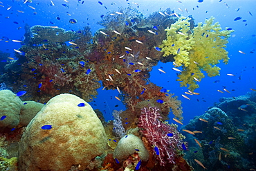 Large diversity of soft and hard corals growing over the external structure of the Shinkoku Maru, Truk lagoon, Chuuk, Federated States of Micronesia, Caroline Islands, Micronesia, Pacific Ocean, Pacific