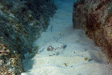 Southern Stingray (Dasyatis americana), Fernando de Noronha, Pernambuco, Brazil, South America