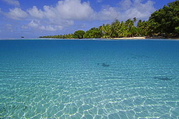 Over under image sandy bottom and trees at Majikin Island, Namu atoll, Marshall Islands, Pacific