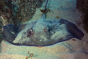 Southern Stingray (Dasyatis americana), Fernando de Noronha, Pernambuco, Brazil, South America