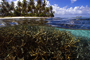 Split image of staghorn coral (Acropora sp.) and island, Truk lagoon, Chuuk, Federated States of Micronesia, Caroline Islands, Micronesia, Pacific Ocean, Pacific