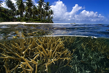 Split image of staghorn coral (Acropora sp.) and island, Truk lagoon, Chuuk, Federated States of Micronesia, Caroline Islands, Micronesia, Pacific Ocean, Pacific