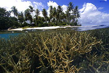 Split image of staghorn coral (Acropora sp.) and island, Truk lagoon, Chuuk, Federated States of Micronesia, Caroline Islands, Micronesia, Pacific Ocean, Pacific