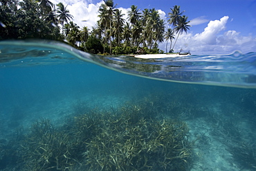 Split image of staghorn coral (Acropora sp.) and island, Truk lagoon, Chuuk, Federated States of Micronesia, Caroline Islands, Micronesia, Pacific Ocean, Pacific