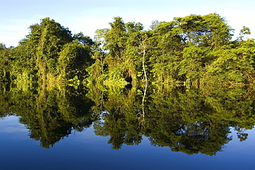 Flooded tropical rain forest, Mamiraua sustainable development reserve, Amazonas, Brazil, South America