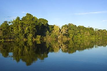 Flooded tropical rain forest, Mamiraua sustainable development reserve, Amazonas, Brazil, South America